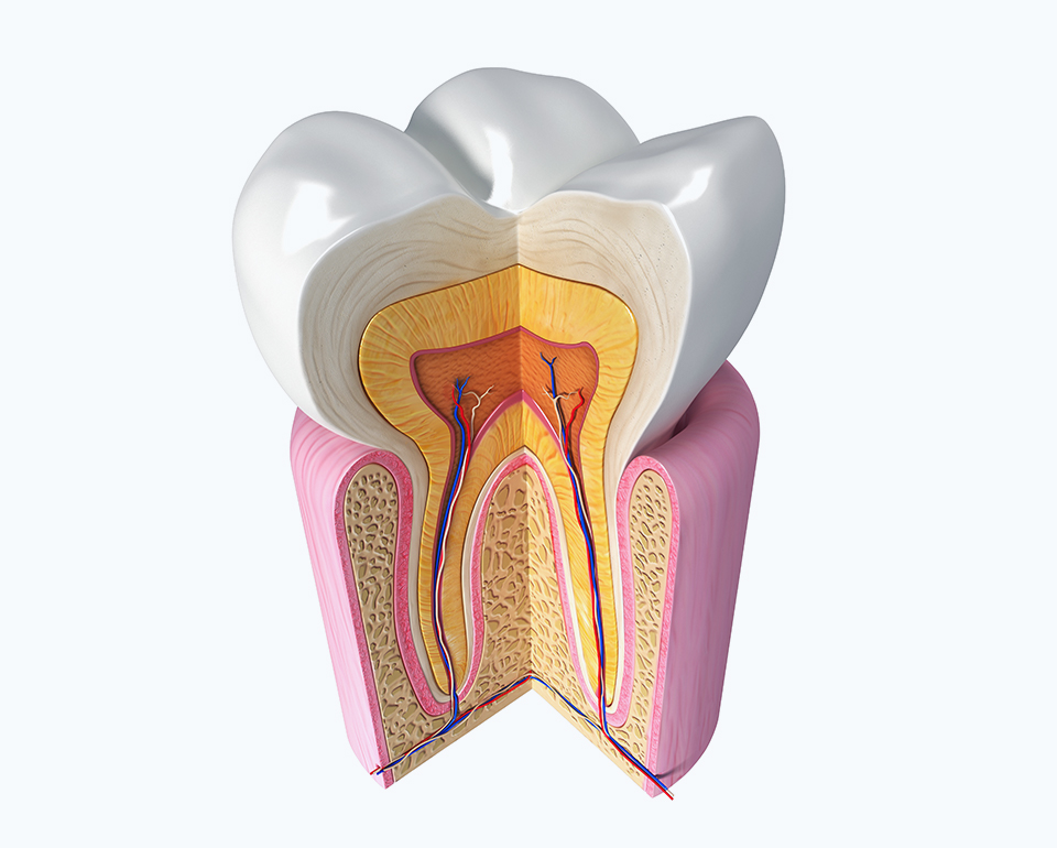 Строение зуба