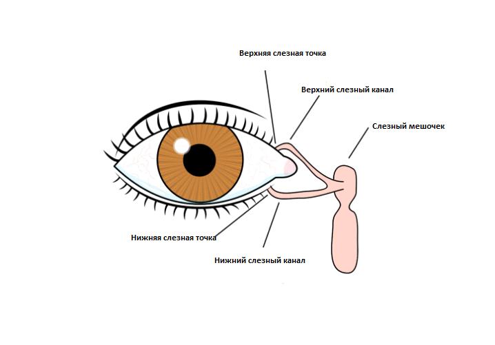 Расположение слезного мешка