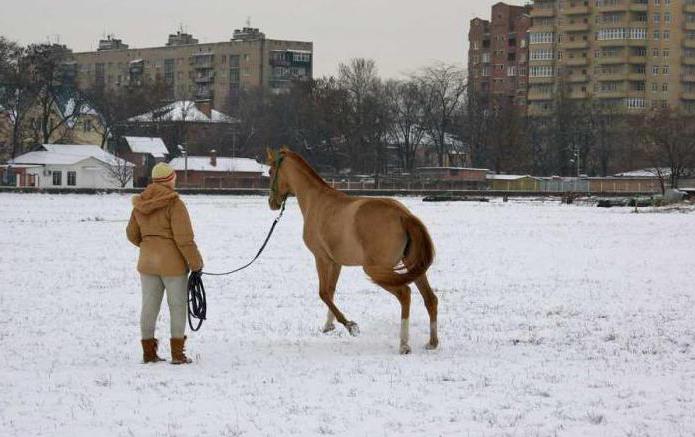 ростовский ипподром