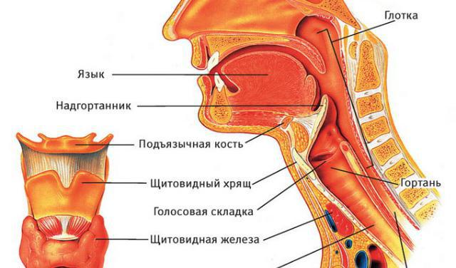 функции глотки человека в пищеварении