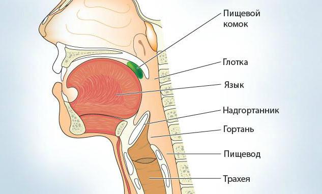 функции глотки человека