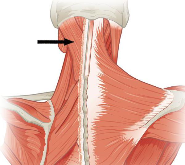 ременная мышца головы функции