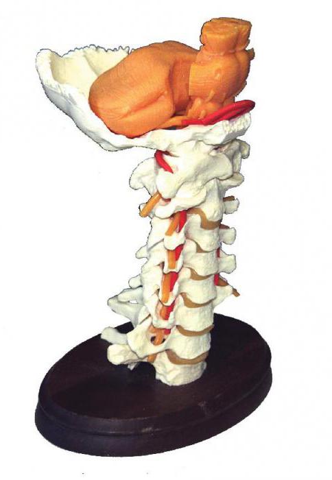 позвонки шейного отдела