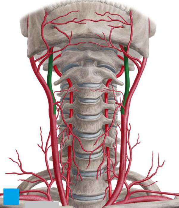общая наружная сонные артерии