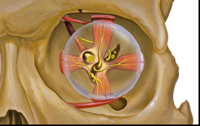 полость глазницы