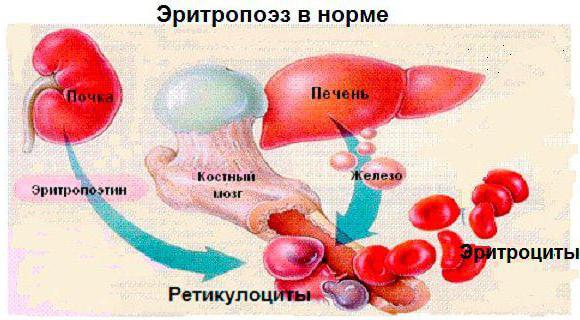 Эритроциты. норма у мужчин по возрасту. таблица