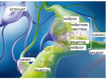 Эмоциональная память человека