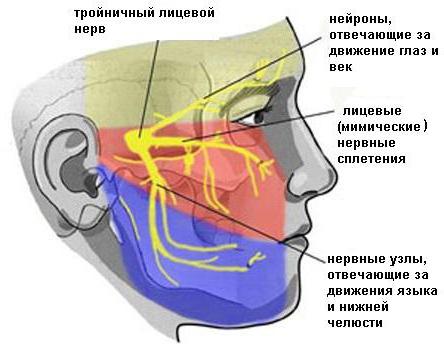 перекрест пирамидного пути