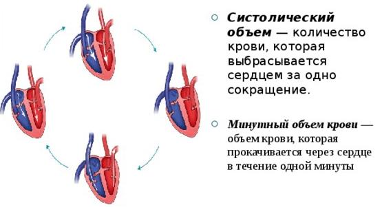 систолический и минутный объем