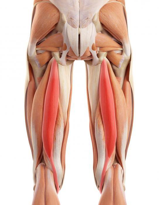 мышцы и связки задней поверхности бедра
