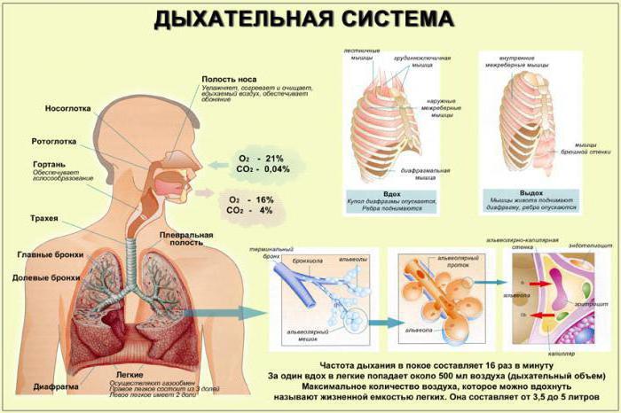 Воздухоносные пути выстланы