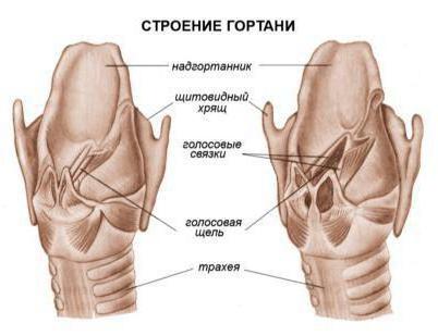 Органы воздухоносных путей