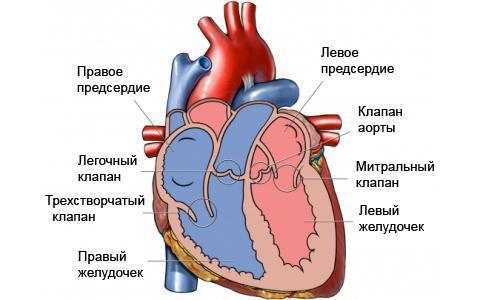 Сердце топография строения функции