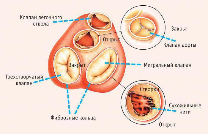 Топография и строение сердца