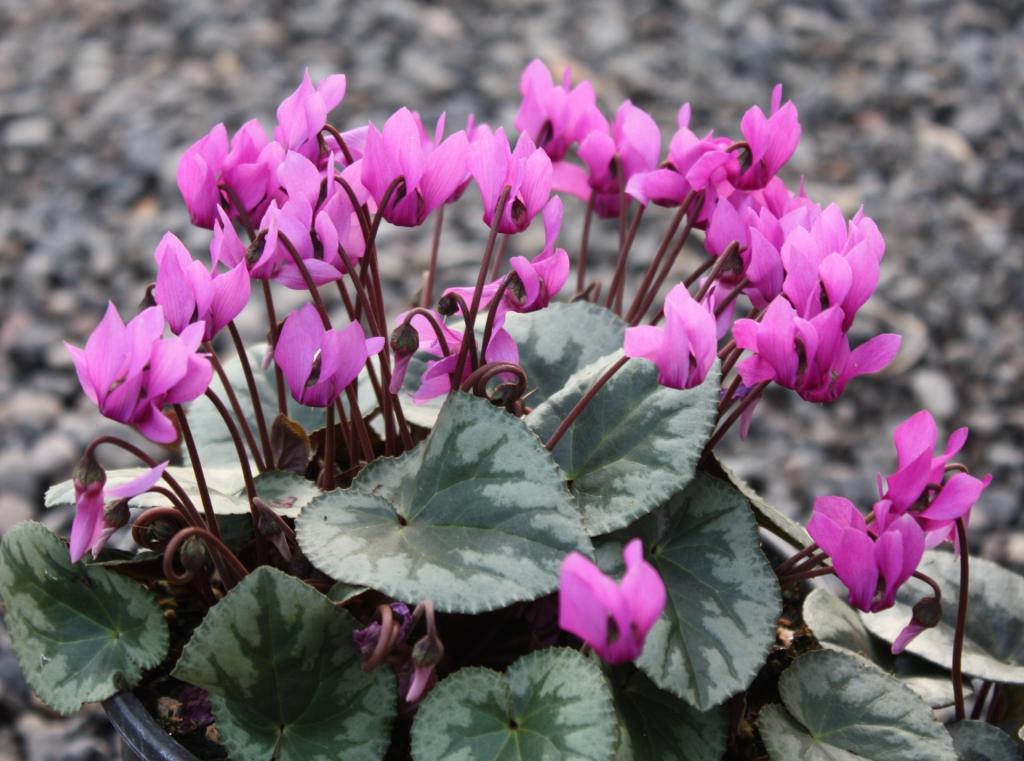 Cyclamen purpurascens (европейский)