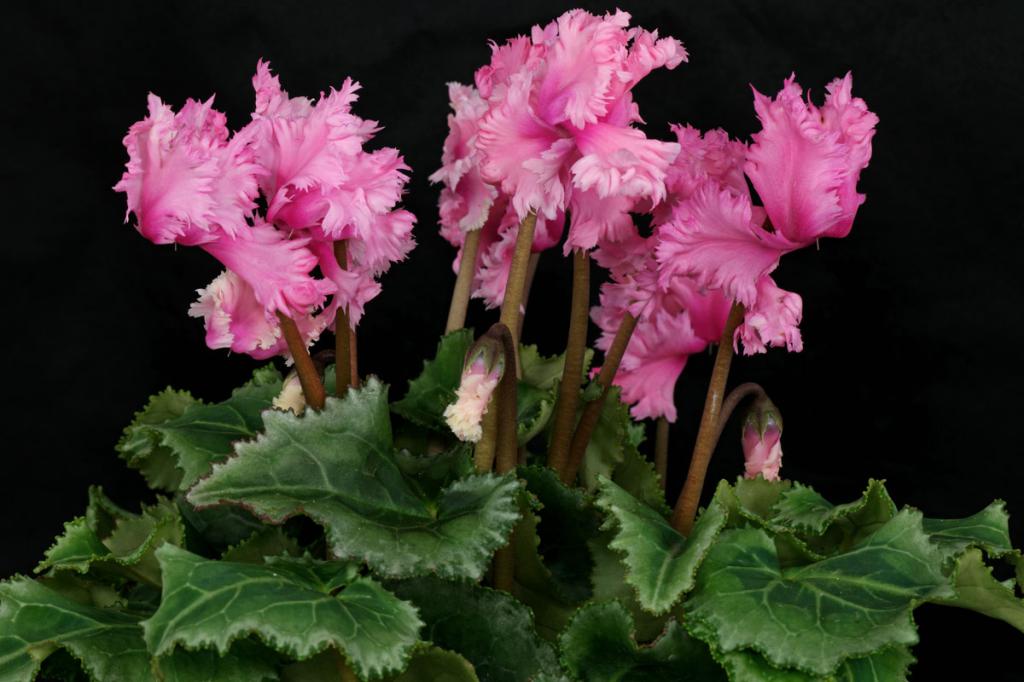 Cyclamen persicum “PomPom”