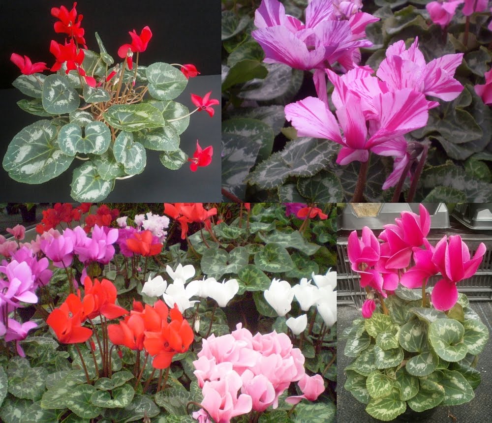 Cyclamen persicum