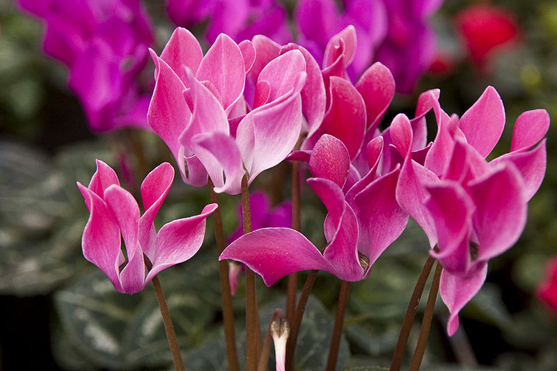 Cyclamen persicum