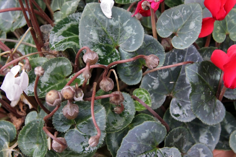 Cyclamen persicum с плодами