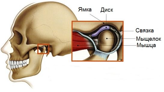 Сустав нижней челюсти человека, строение