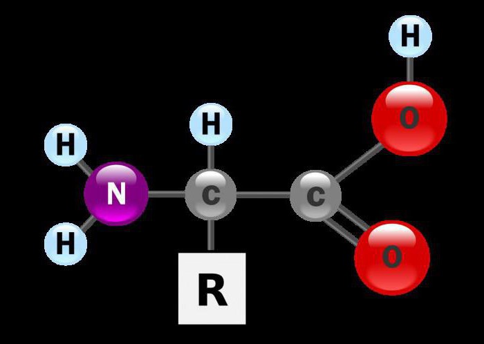 аминокислоты, строение и функции