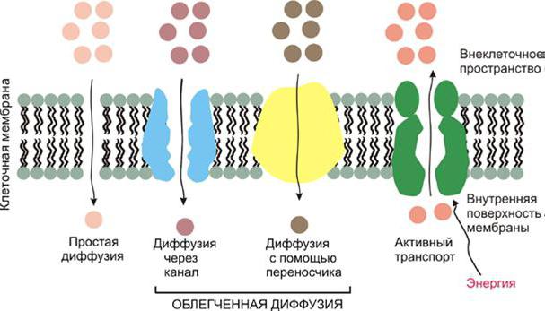 активный пассивный транспорт через мембраны 