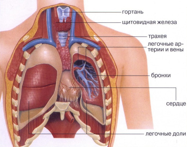 Строение легких