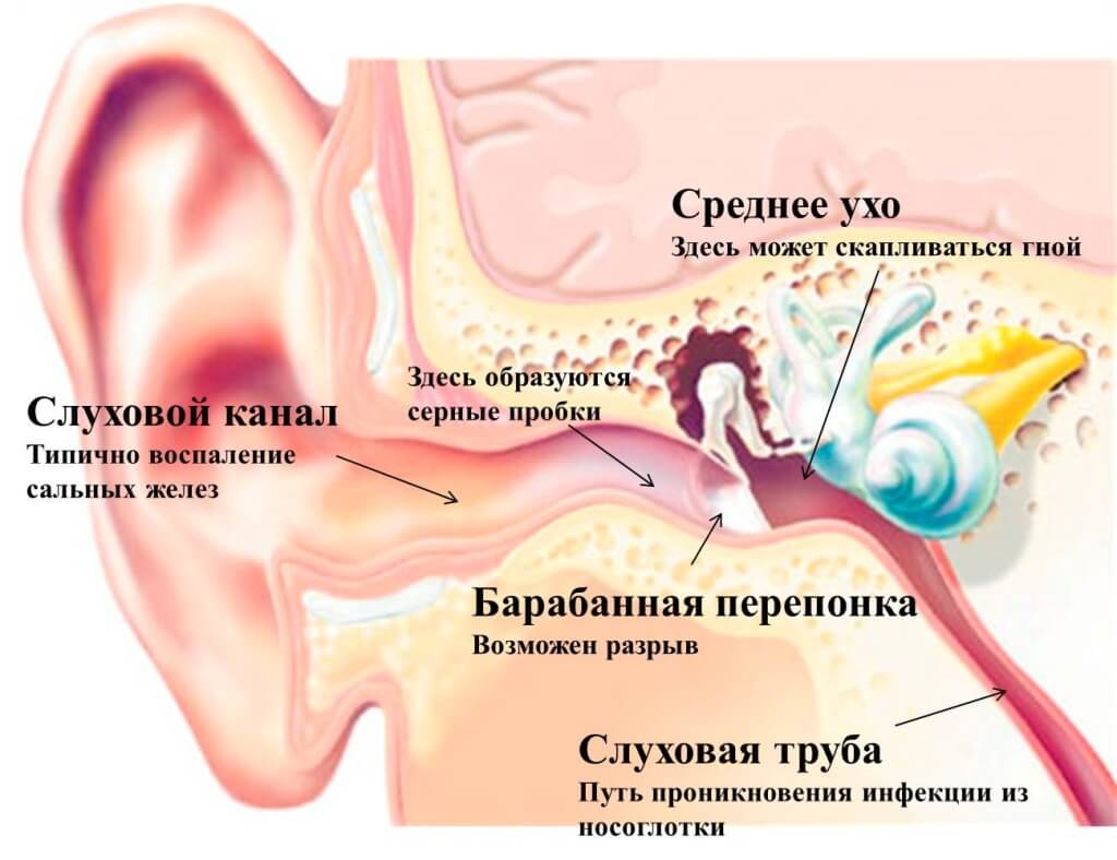 Строение уха