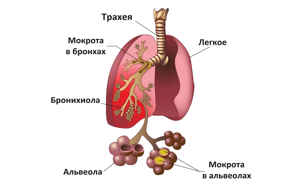 Строение легких