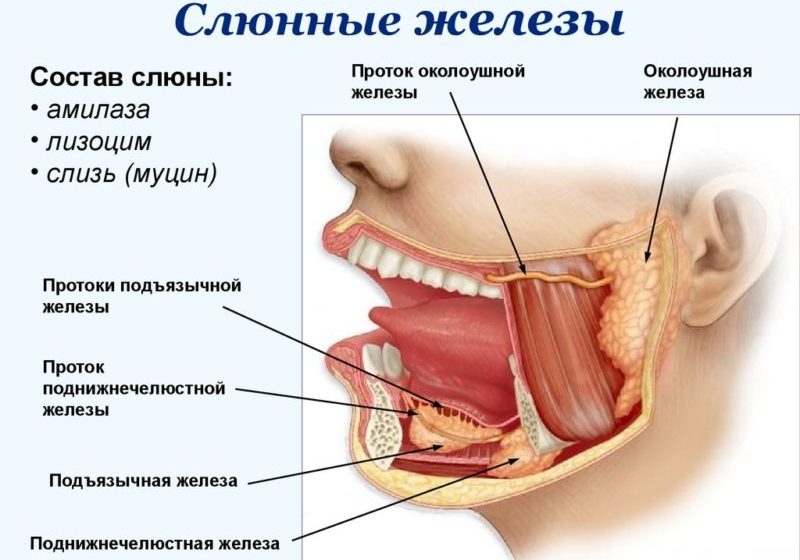 Слюнные железы