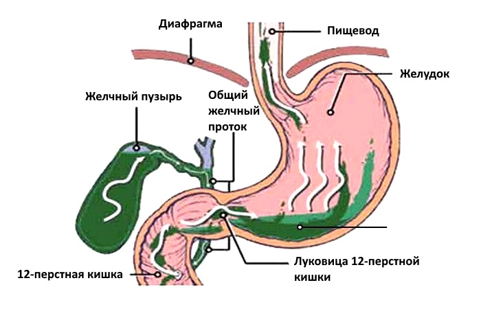 Органы пищеварения