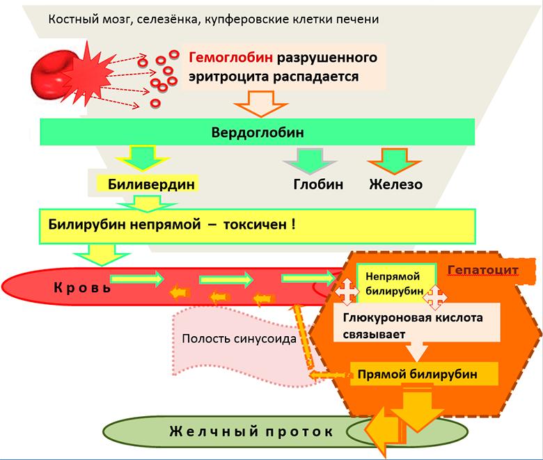 Преобразование билирубина