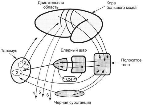  стриопаллидарная система физиология