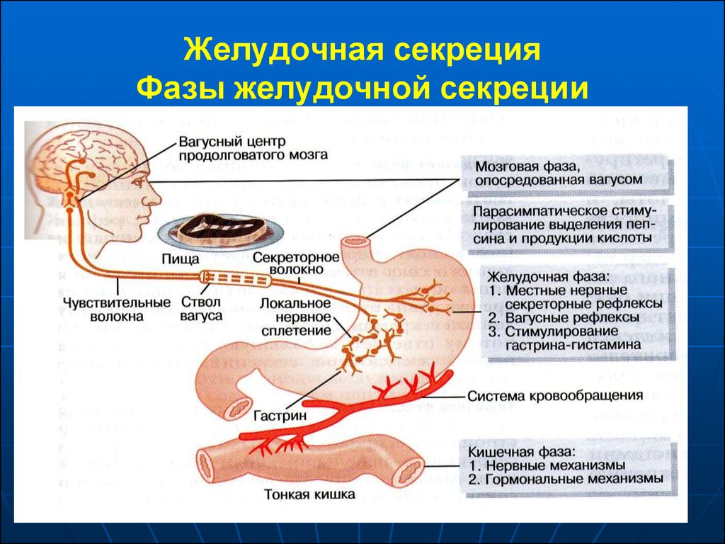 желудочная фаза