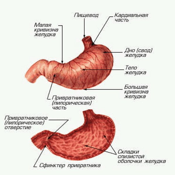 пилорическая часть желудка