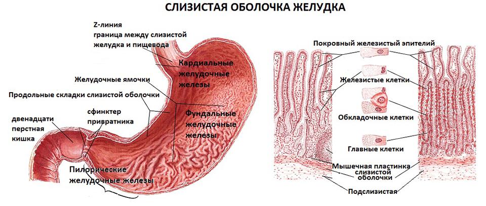 желудок наиболее широкая часть