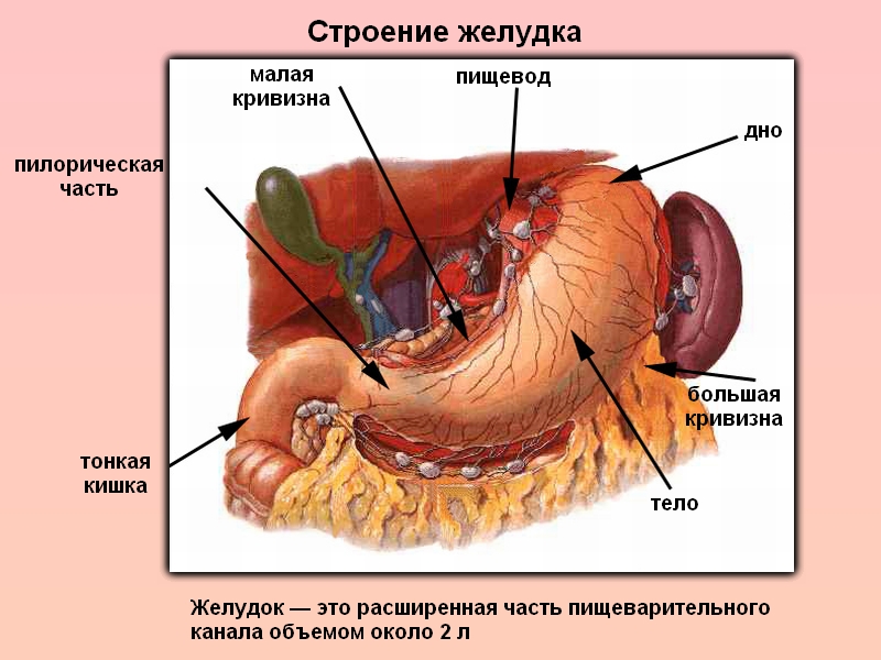 тяжесть в верхней части желудка