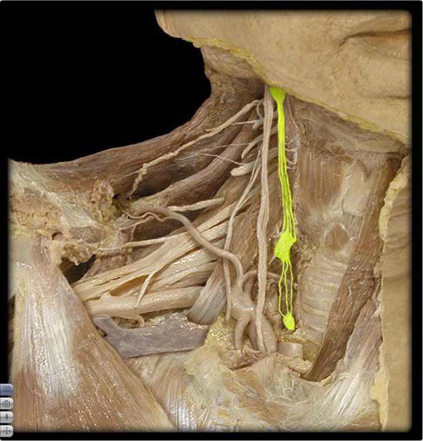 шейный отдел симпатического ствола