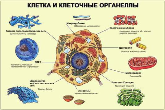 назовите уровни организации организма человека