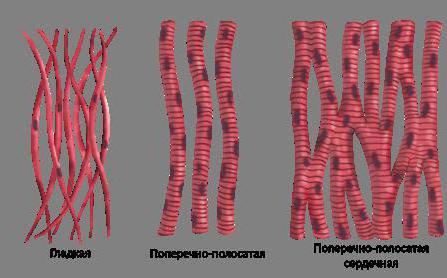 молекулярный уровень организации организма человека