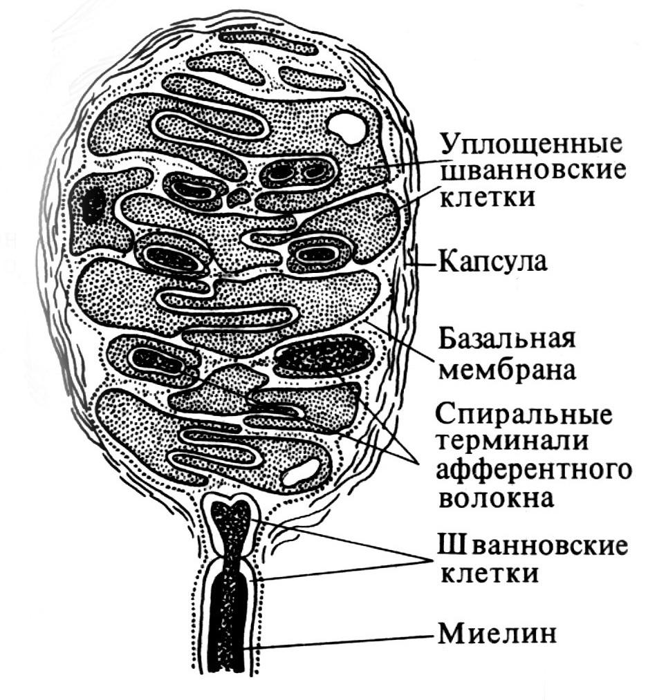 тельца мейснера