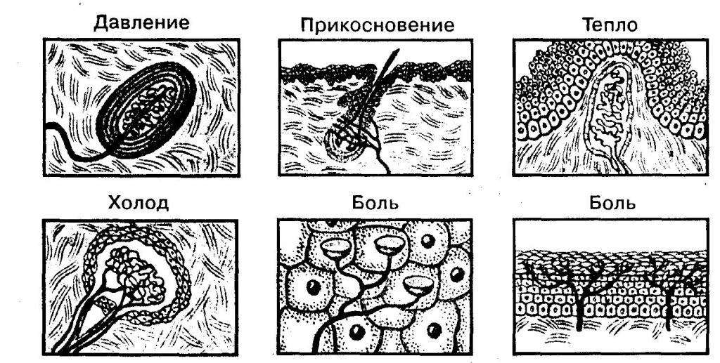 тельца мейснера функция