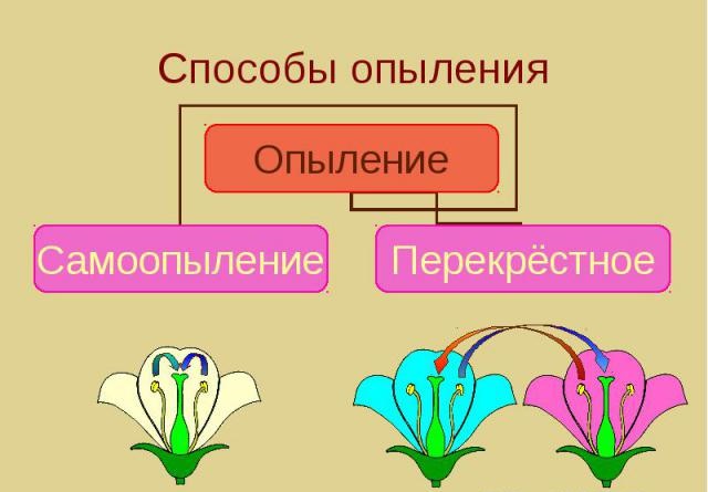 перекрестное опыление