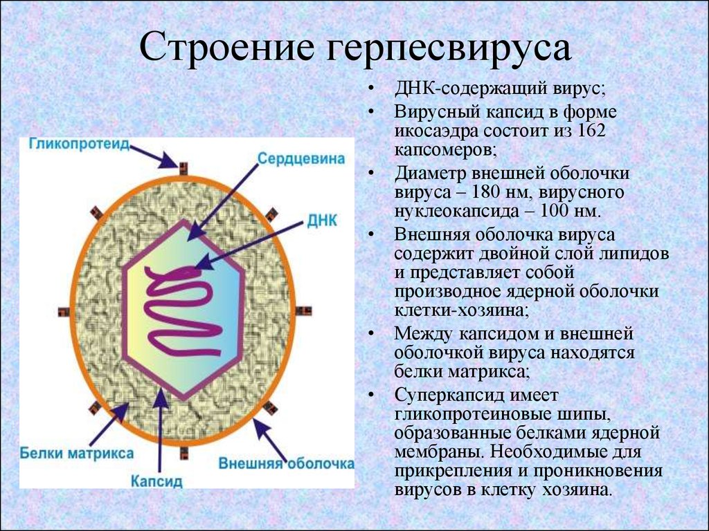 герпетическая инфекция симптомы