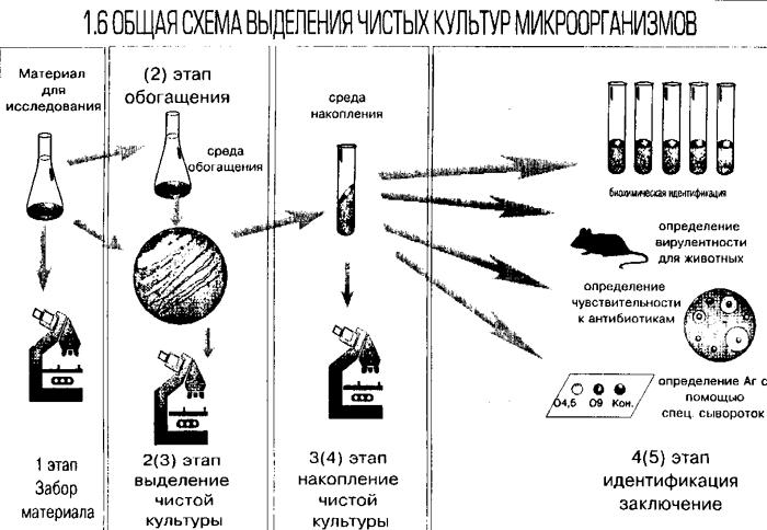 метод чистых культур