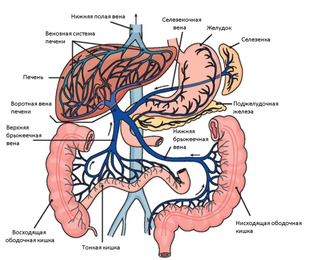 воротная вена топографическая анатомия