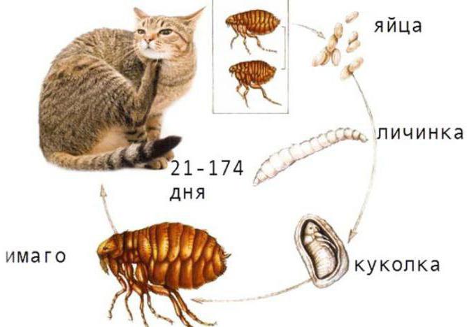 дома блохи как избавиться в домашних условиях