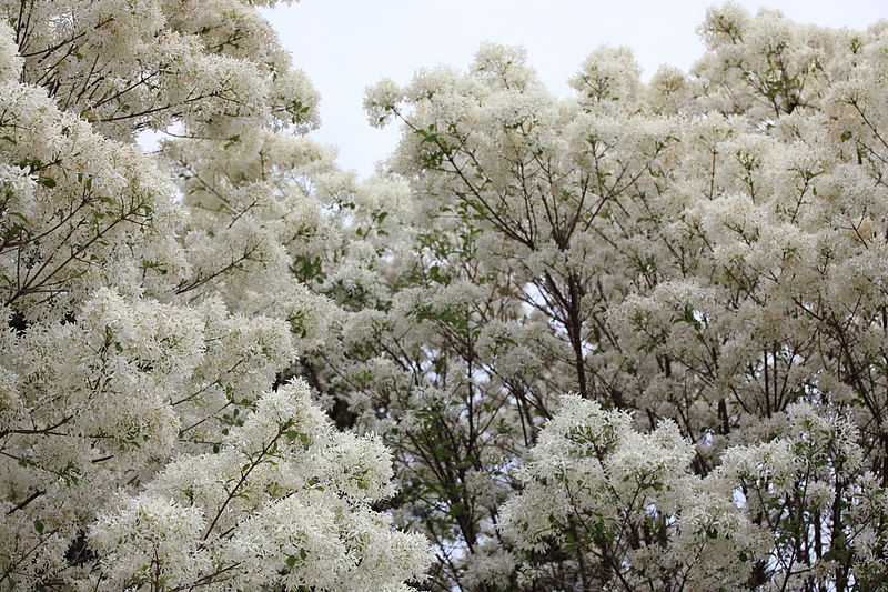 chionanthus virginicus