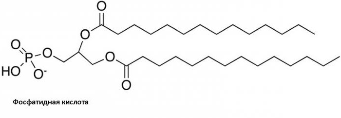 фосфатидная кислота
