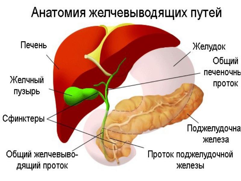 дискинезия желчных путей